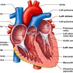 Pictures Of Chambers Of The Heart