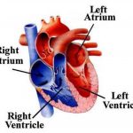 Pictures Of Chambers Of The Heart