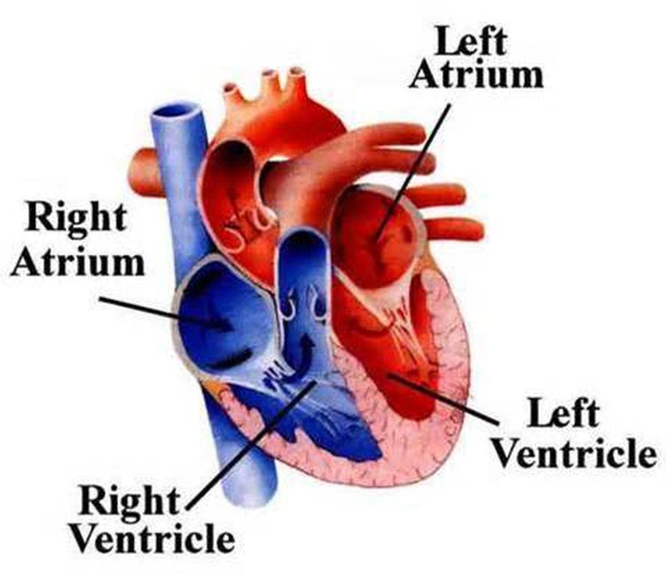 Pictures Of Chambers Of The Heart