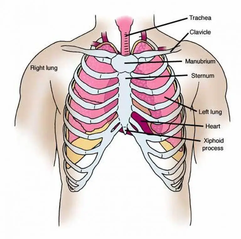 Pictures Of Chest