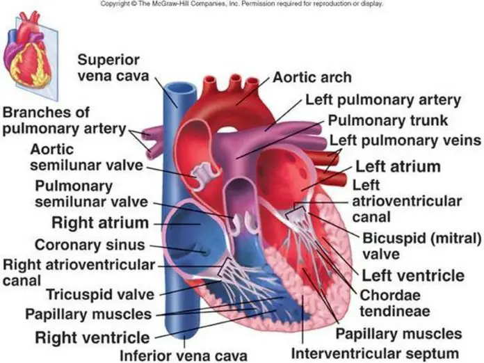 Pictures Of Chordae Tendineae