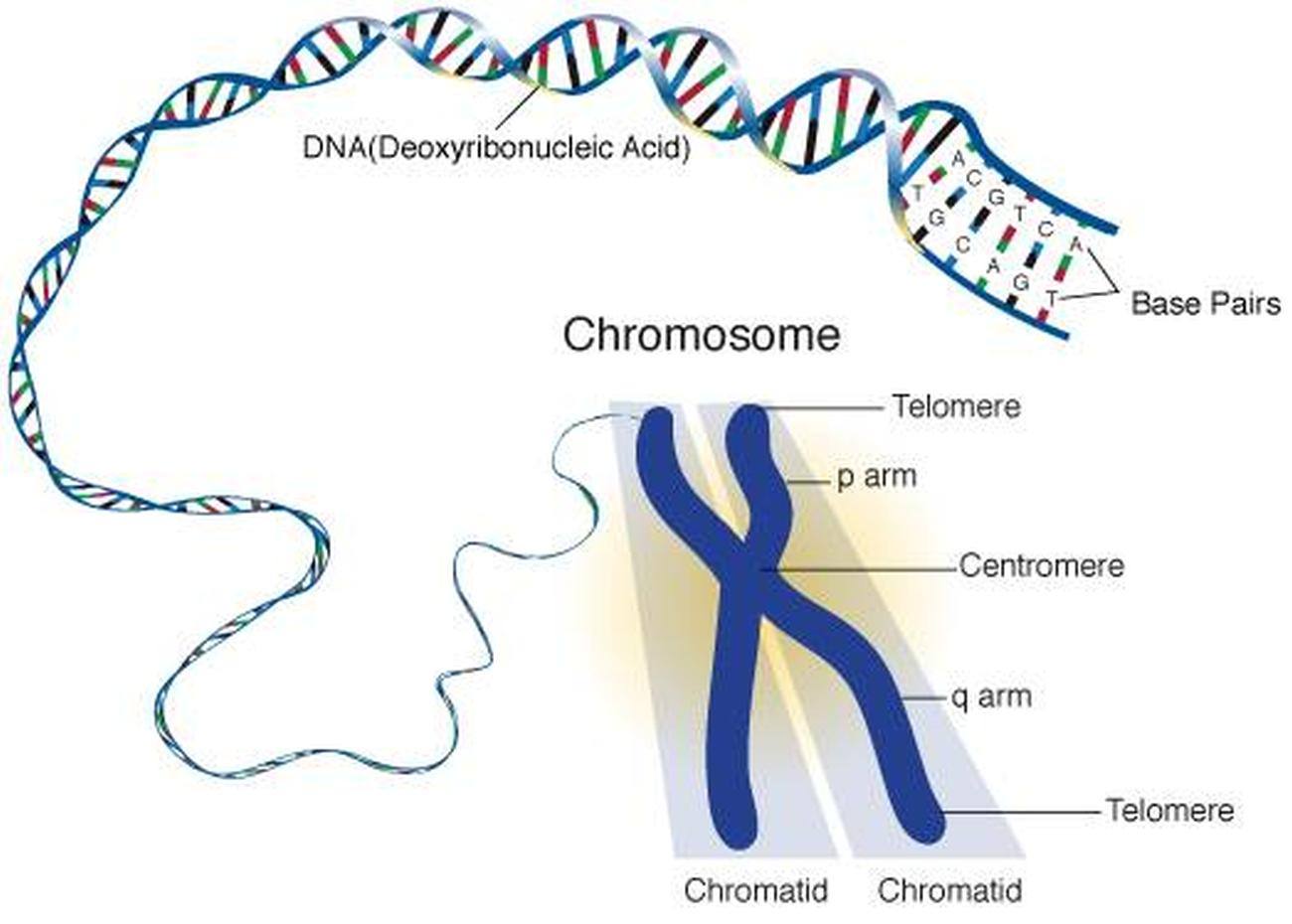 Pictures Of Chromosome