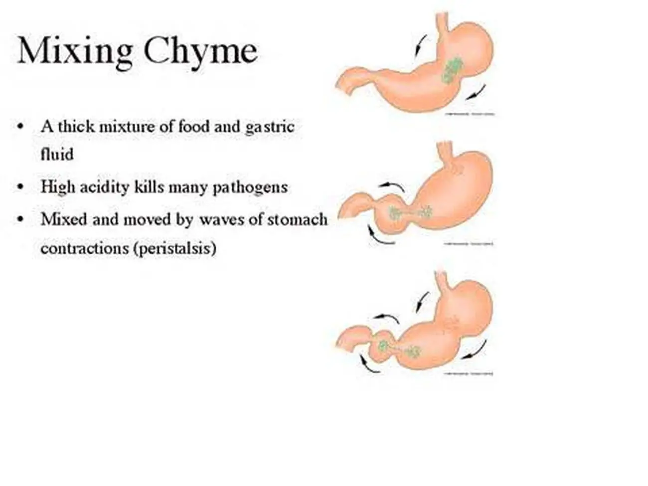 Pictures Of Chyme