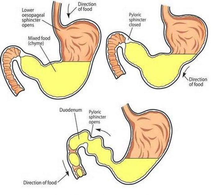 Pictures Of Chyme