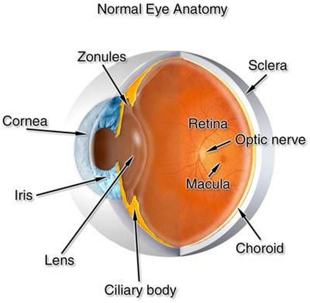 Cornea анатомия. Строение глаза на английском. Структура глаза на английском. Анатомия глаза на английском.