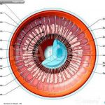 Pictures Of Ciliary Body