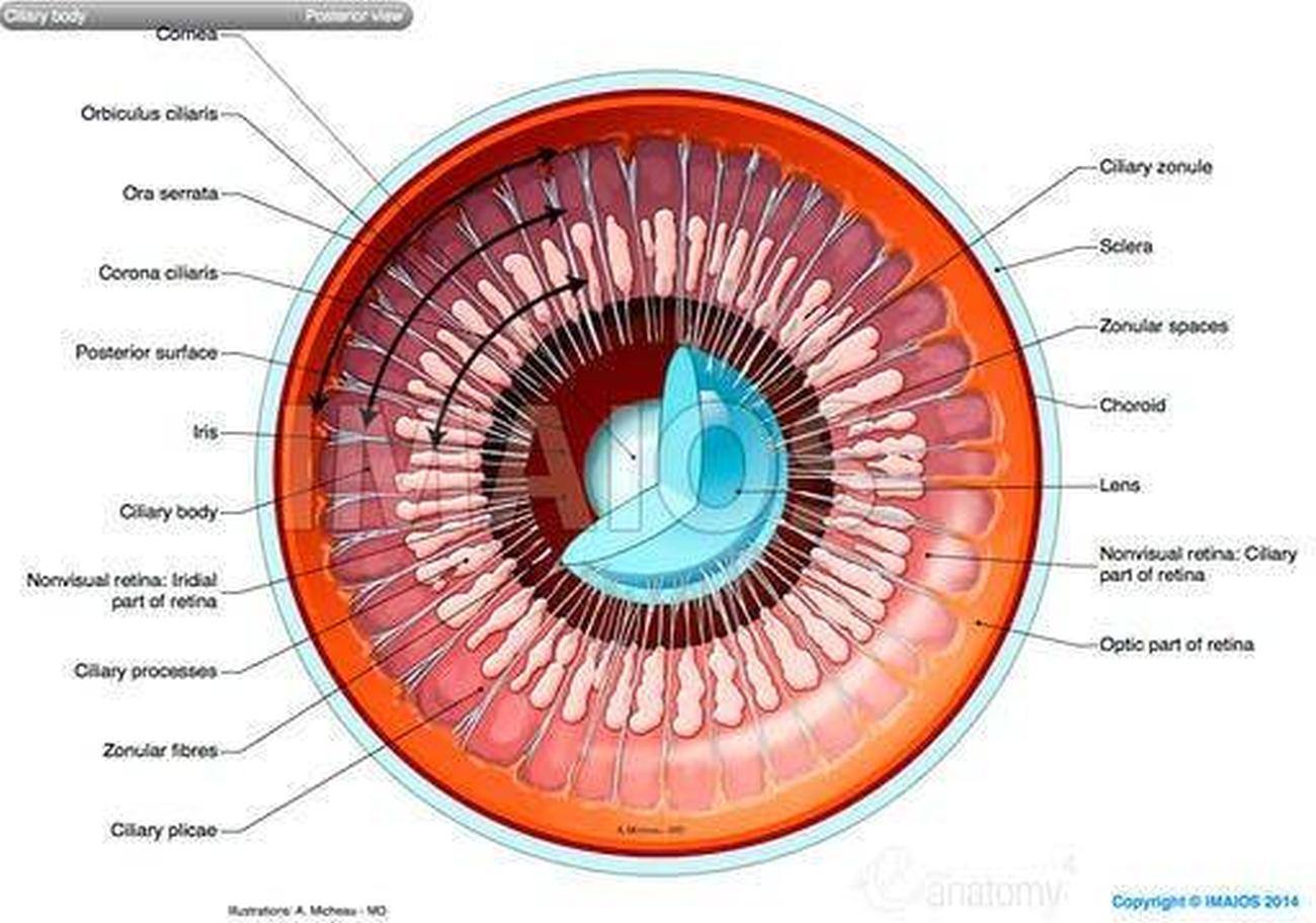Pictures Of Ciliary Body