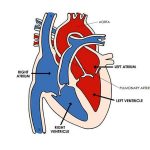 Pictures Of Circulatory System