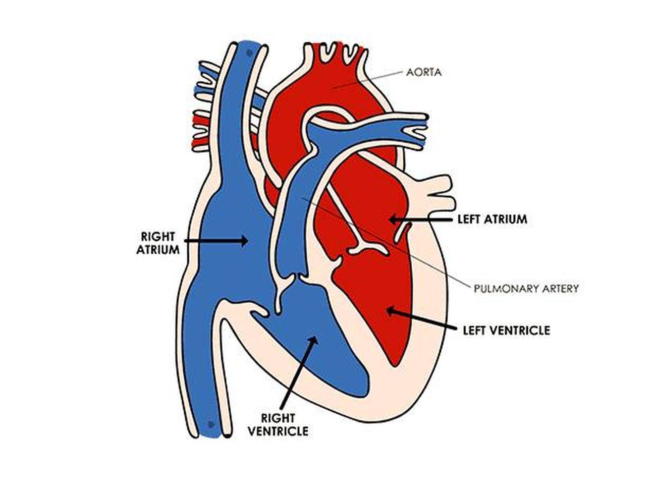 circulatory system description
