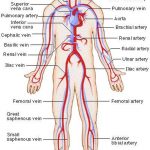 Pictures Of Circulatory System