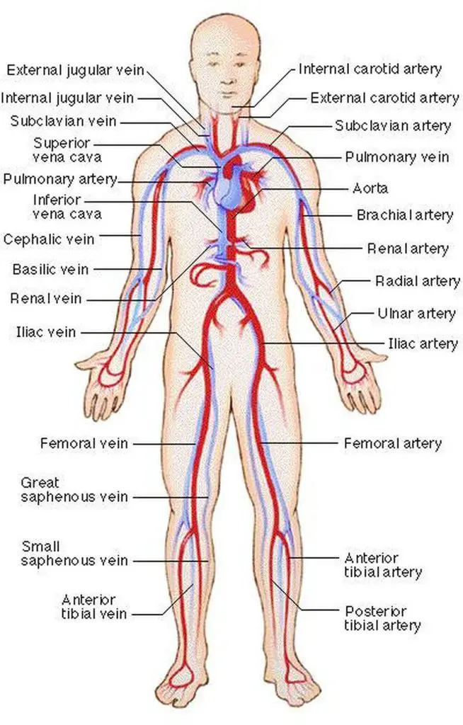 Pictures Of Circulatory System