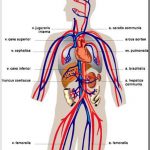 Pictures Of Circulatory System
