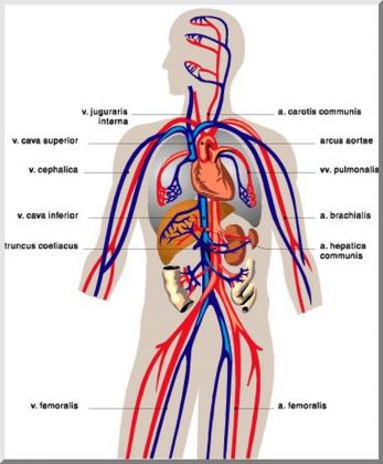 Pictures Of Circulatory System