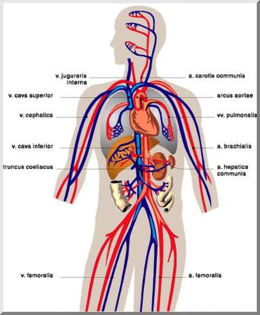 Pictures Of Circulatory System