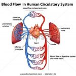 Pictures Of Circulatory System