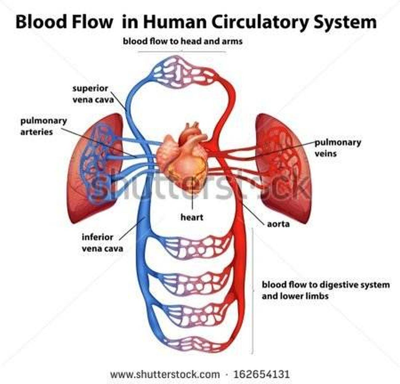 Pictures Of Circulatory System