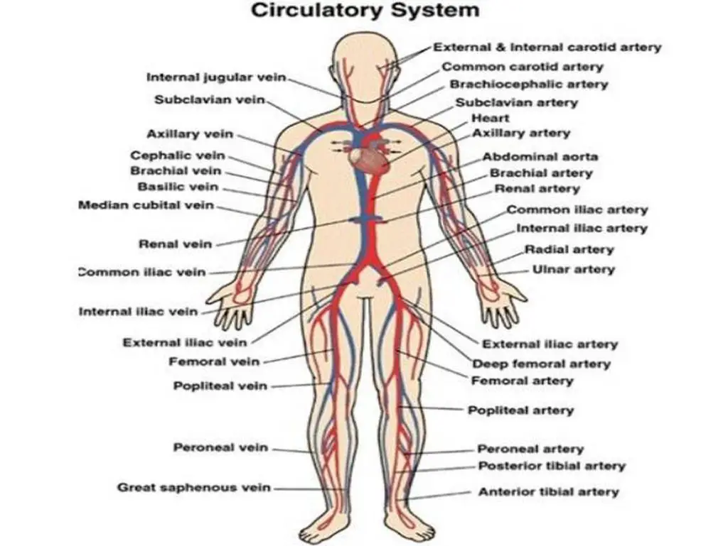 Pictures Of Circulatory System