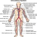 Pictures Of Circulatory System
