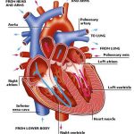 Pictures Of Circulatory System