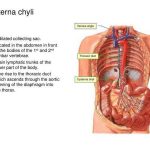 Pictures Of Cisterna Chyli