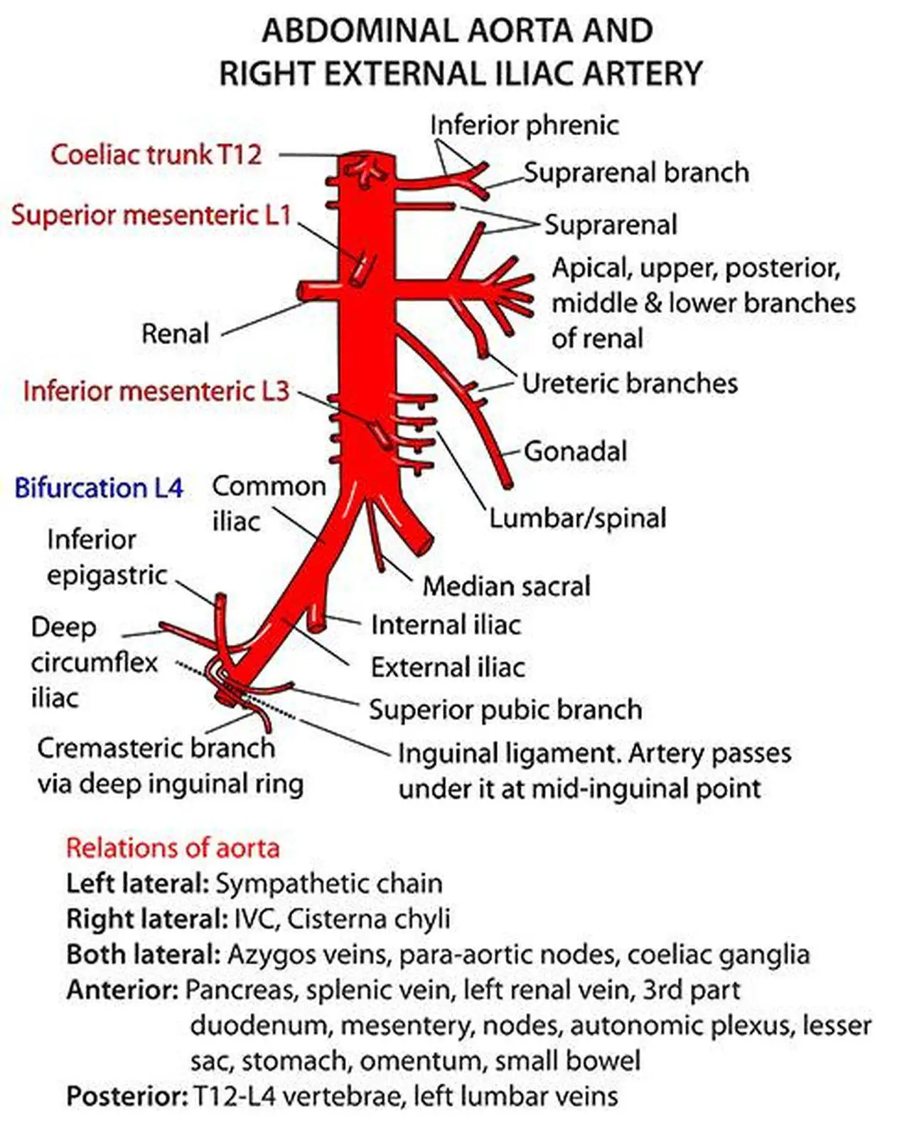Pictures Of Abdominal Arteries