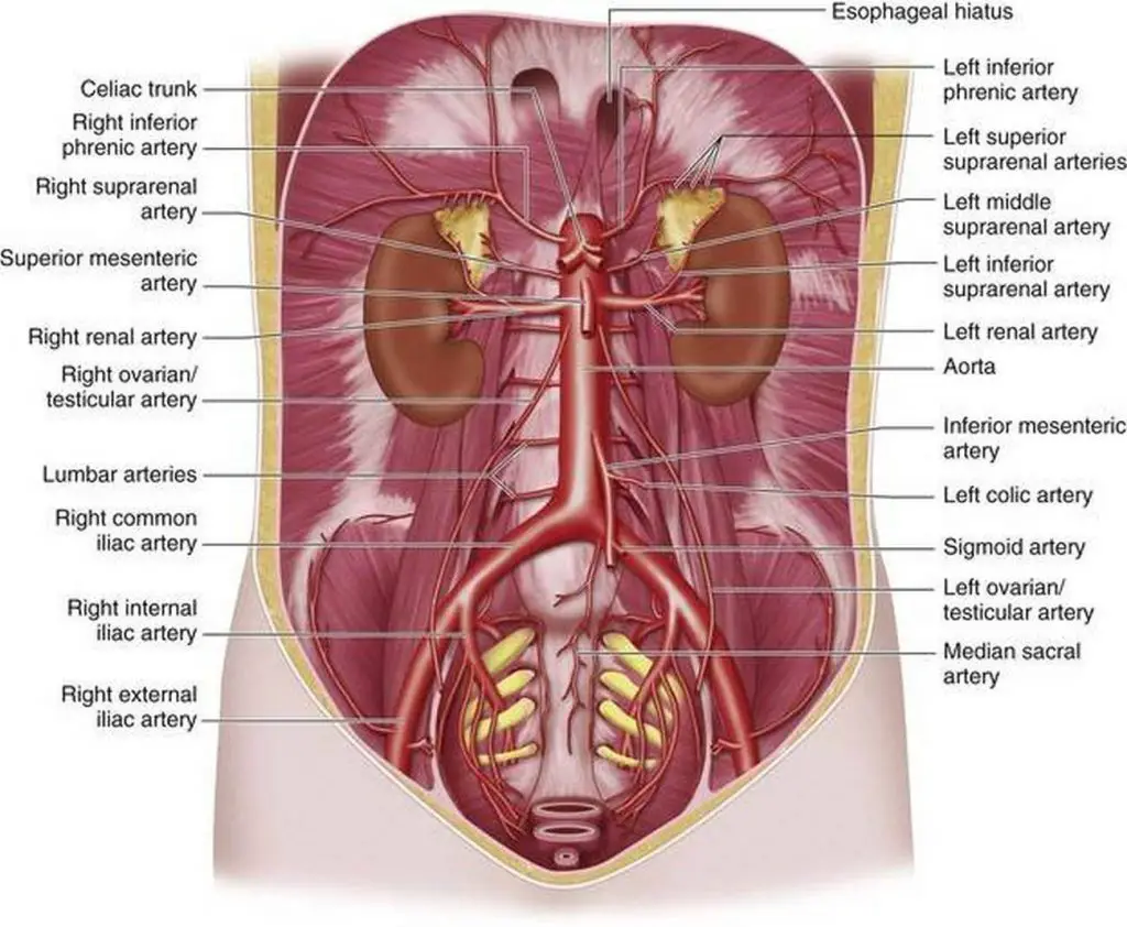 Pictures Of Abdominal Arteries