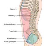 Pictures Of Abdominal Cavity