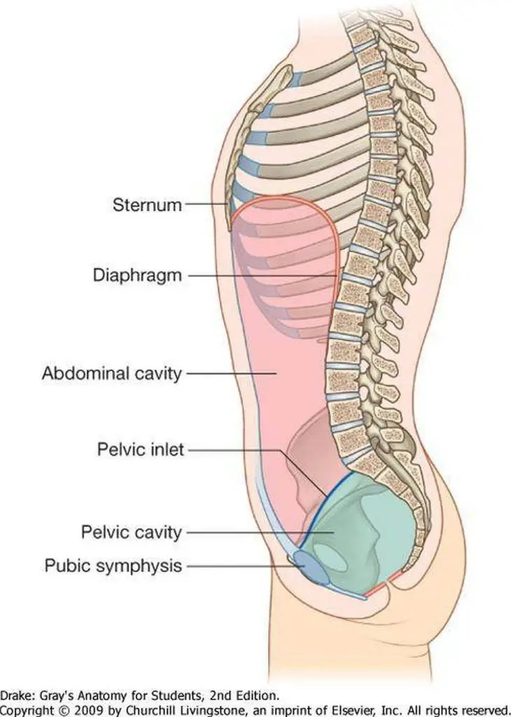 picture-of-abdominal-cavity-medicinebtg