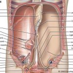 Pictures Of Abdominal Cavity
