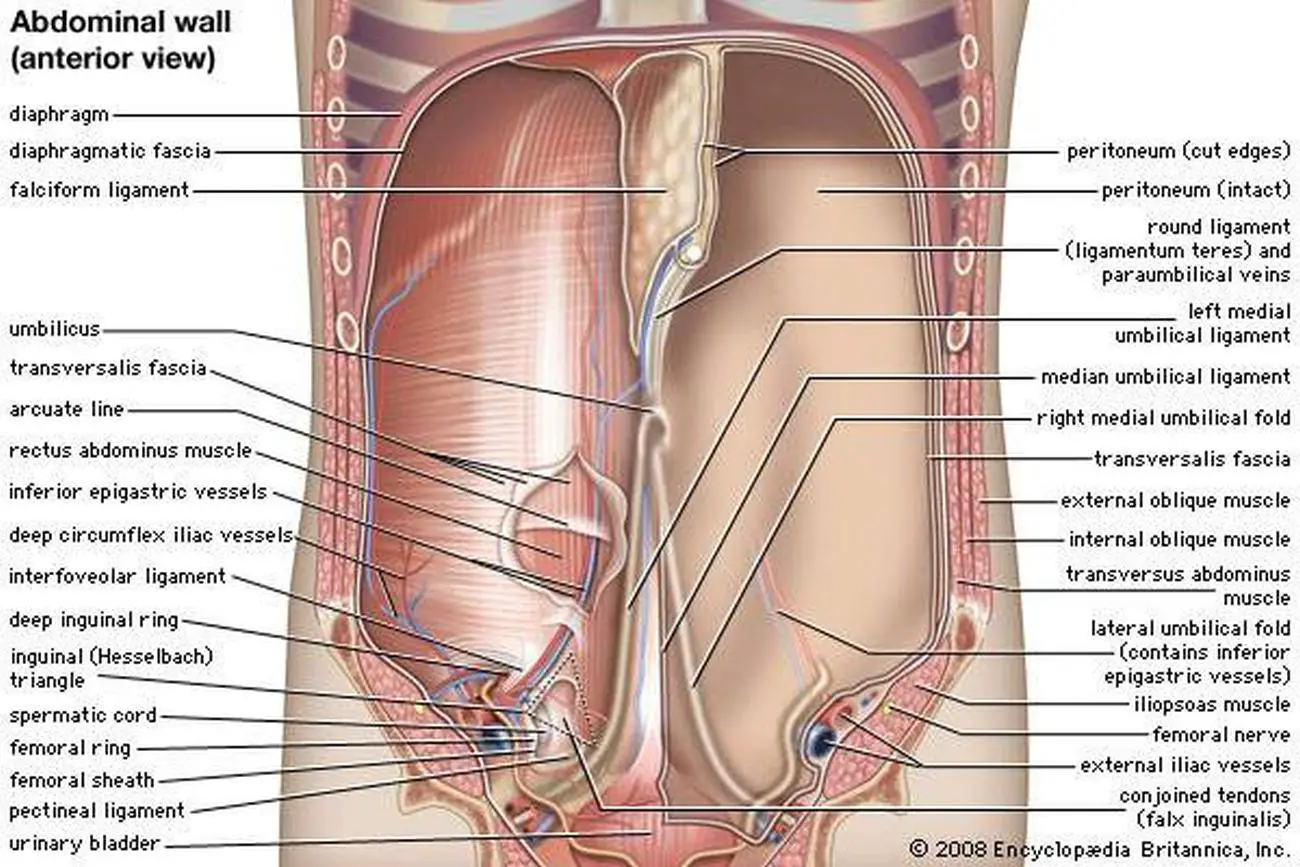 Pictures Of Abdominal Cavity