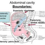 Pictures Of Abdominal Cavity