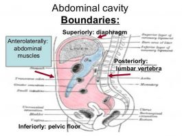 Pictures Of Abdominal Cavity