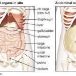 Pictures Of Abdominal Cavity