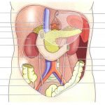 Pictures Of Abdominal Cavity