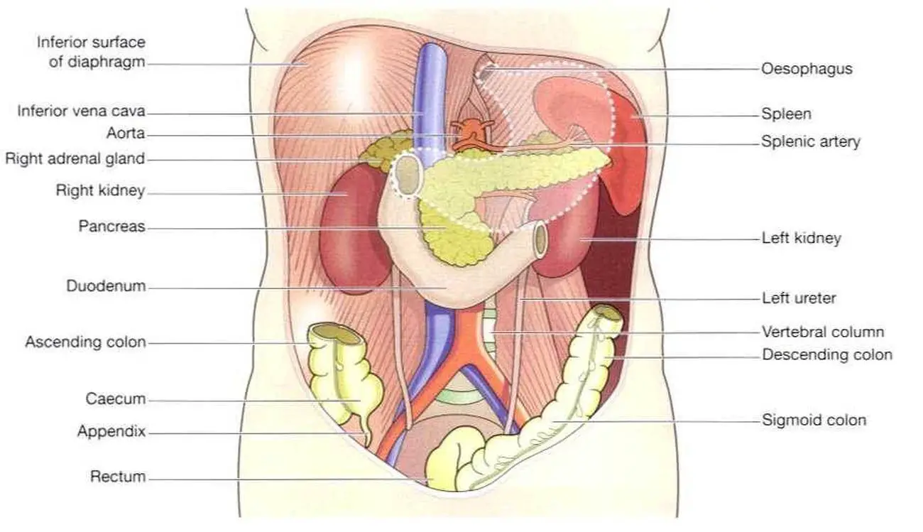 Pictures Of Abdominal Cavity
