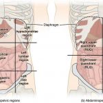 Pictures Of Abdominal Cavity