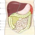 Pictures Of Abdominal Cavity