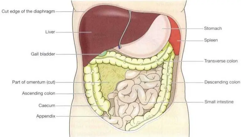 pictures-of-abdominal-cavity