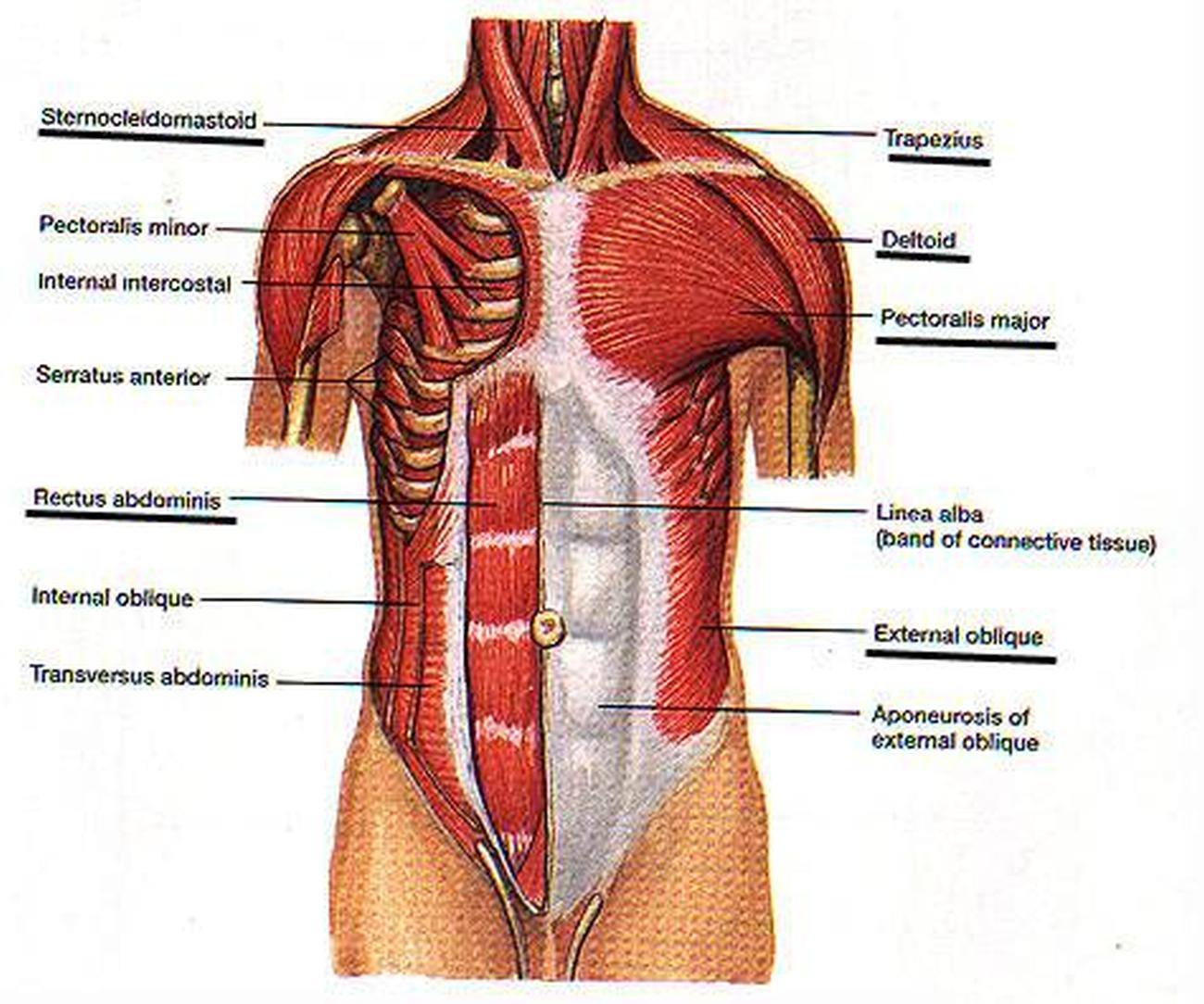 Pictures Of Abdominal Muscles