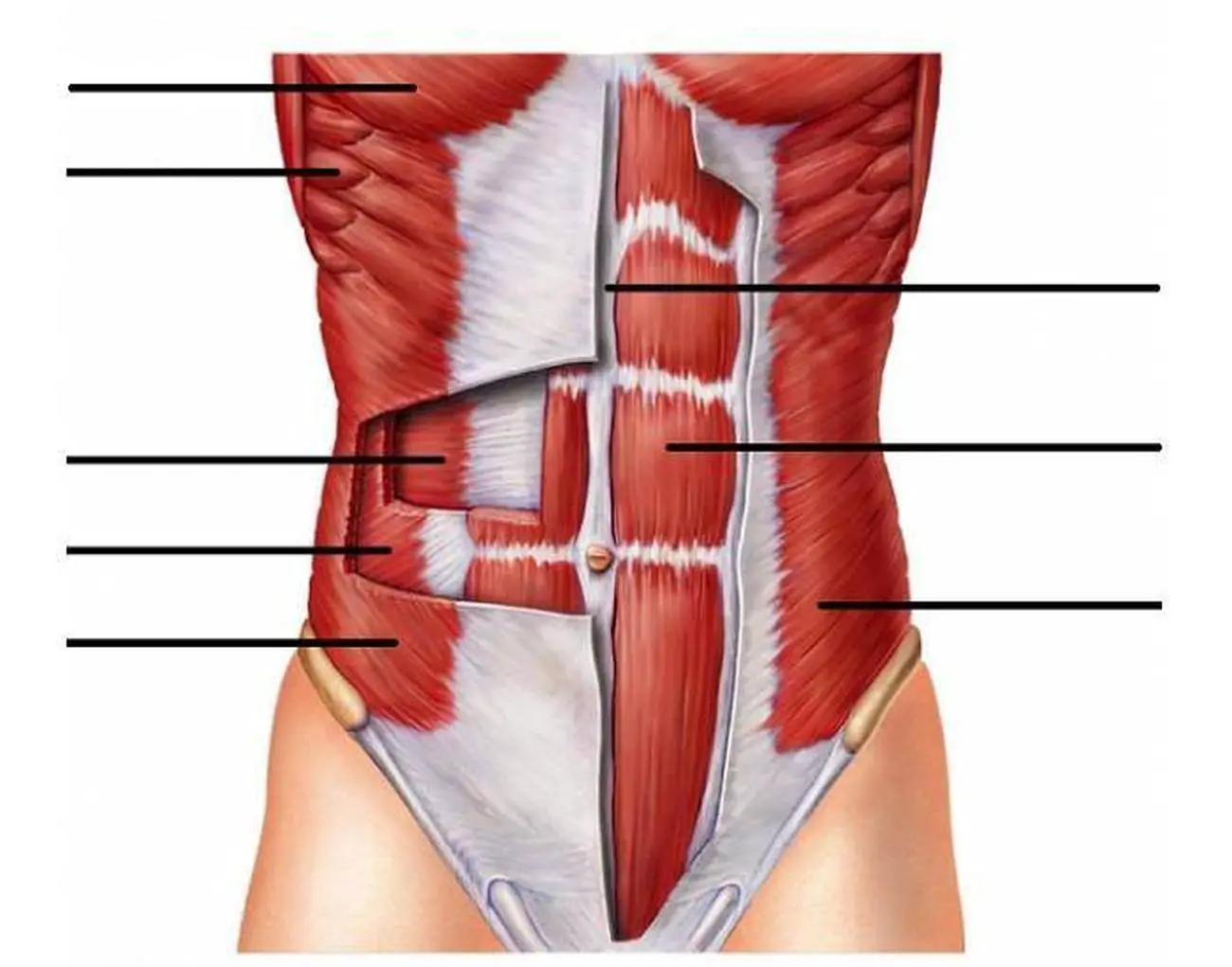 Pictures Of Abdominal Muscles