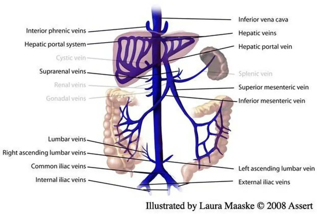 Pictures Of Abdominal Veins