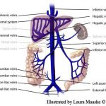 Pictures Of Abdominal Veins