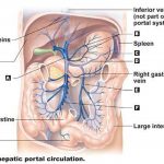Pictures Of Abdominal Veins