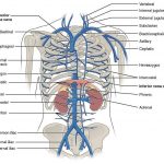 Pictures Of Abdominal Veins