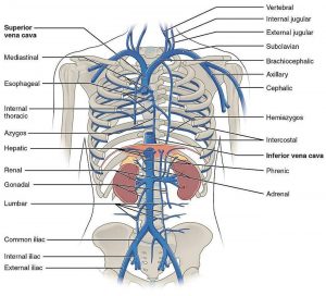 Pictures Of Abdominal Veins