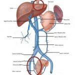 Pictures Of Abdominal Veins