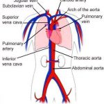 Pictures Of Abdominal Veins