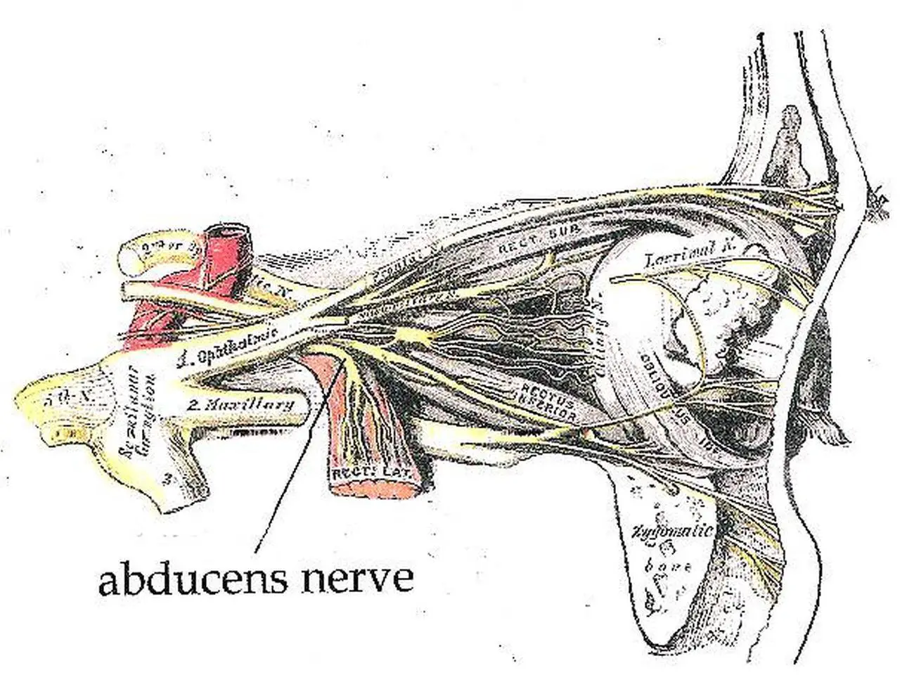 Pictures Of Abducent Nerve
