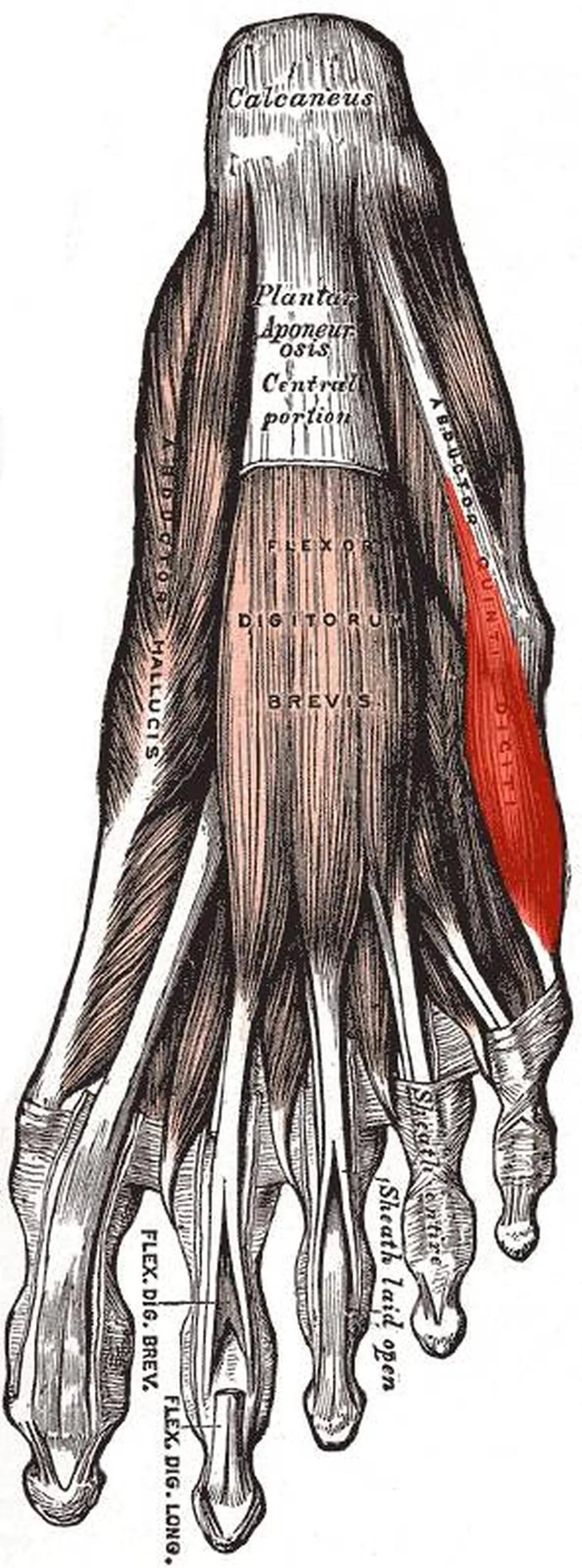 Pictures Of Abductor Digiti Minimi Muscle