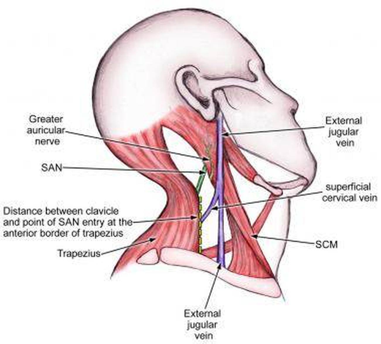 Pictures Of Accessory Nerve